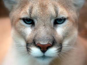 Cougar_closeup